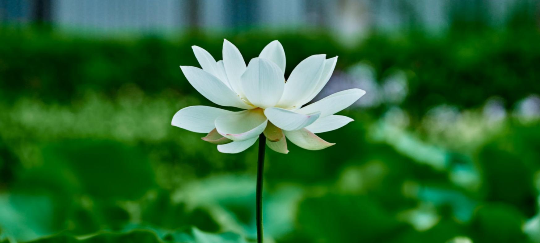 Pratica di respirazione consapevole durante una sessione di meditazione