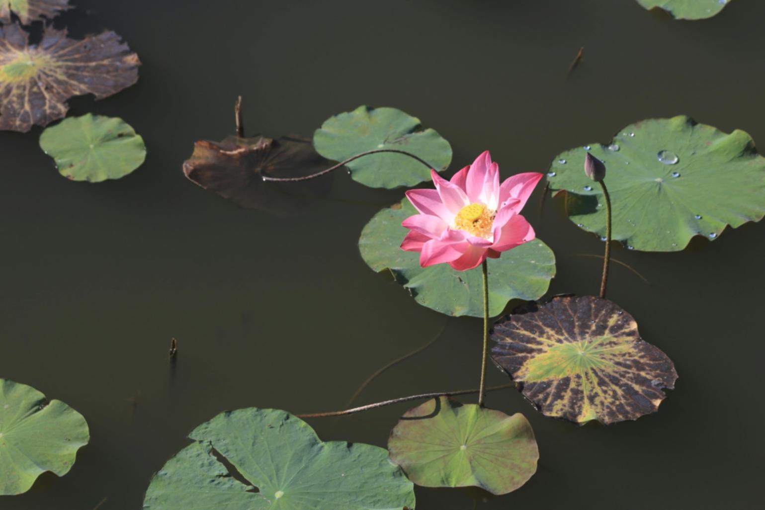 Momento di profonda meditazione in stato di quiete interiore